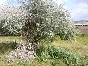 ჭალაფშატა