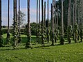 Traditionelli Ziehig a Baumstämm im Museumsdorf Kürnbach