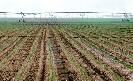 Barrax (comarca Centro - Albacete), 28 de juny de 2003