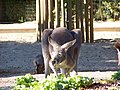 Kangourou roux (Macropus rufus)