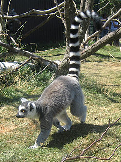 Kaķu lemurs