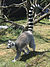 Lemur walking-2.jpg