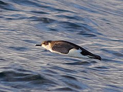 Kratkorepi zovoj (Puffinus assimilis)