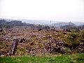 Schwarzwald nach Sturm Lothar am 29.04.04