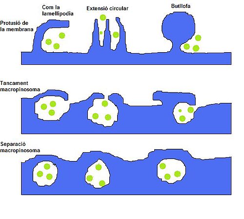 Formació dels macropinosomes