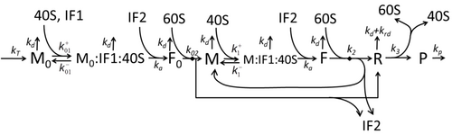 Figure M1'. The extended model of protein synthesis M1 with explicit presentation of 40S, 60S and initiation factors (IF) binding. ModelM1'.png