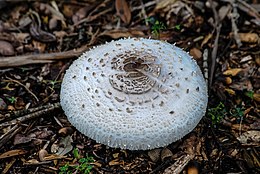 A pileus or mushroom cap. Mushroom Cap Close-up Macro PLT-FG-8.jpg