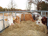 Nötkreatur av blandras med en tjur av rasen hornlös (polled) Hereford. Helvita kon, nr 0044, är en renrasig Charolais.