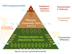 Nahrungspyramide