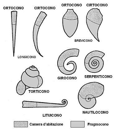 Tipi di avvolgimento della conchiglia dei nautiloidi (forme viventi ed estinte). Da Allasinaz (1982), modificato.]]
