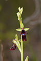 Fliegen-Ragwurz (Ophrys insectifera) Blütendetail