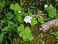 Wald-Sauerklee (Oxalis acetosella)