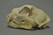 Snow leopard skull in the collection of the Museum Wiesbaden Panthera uncia 02 MWNH 355.jpg