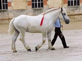 Percheron de type trait présenté au haras de Cluny