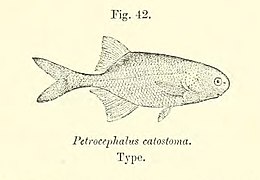 Petrocephalus catostoma