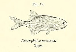 Petrocephalus catostoma