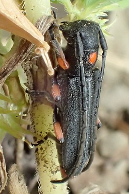 Phytoecia virgula