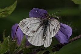 Pieris angelika