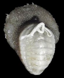 Placiphorella atlantica