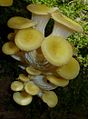 Pleurotus citrinopileatus