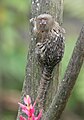 மிகச்சிறிய குரங்கினம்-பிக்மி மர்மொசெட்-Pygmy Marmoset