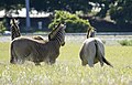 Vorschaubild der Version vom 12:21, 28. Mai 2014