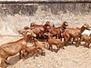 Красные козы Сокото от Бухари Хабибу.jpg