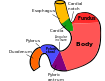 Diagram of basic surface anatomy and regions o...