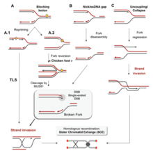 Replication fork restarts by homologous recombination following replication stress Replication fork restarts by homologous recombination following replication stress.png
