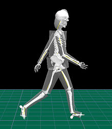 Human body modelled as a system of rigid bodies of geometrical solids. Representative bones were added for better visualization of the walking person. Rigid bodies.jpg