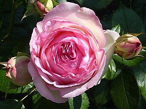 English: Rosa 'Eden Rose' (Meilland, 1985), sy...