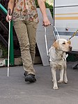 Ledarhund som leder en blind kvinna.