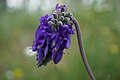 Šalvěj nicí (Salvia nutans)