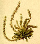Selaginella selaginoides Atlas Alpenflora.jpg