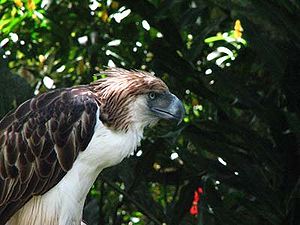 Sir Arny, a Philippine Eagle Pithecophaga jeff...