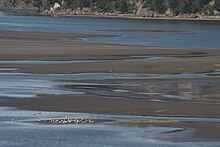 Gulls feeding on mudflats in Skagit Bay, Washington, United States Skagit Bay 6308.JPG