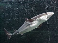 Spiny dogfish