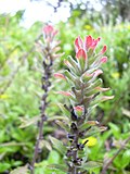 Miniatura para Castilleja scorzonerifolia