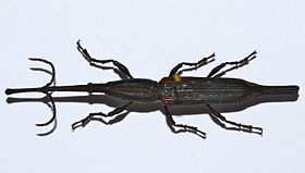 Besouro Brentidae de Madagáscar, gênero Zetophloeus. Este e os gêneros Brentus e Diurus apresentam prolongamentos estreitos, como caudas, no fim de seus élitros.[1]