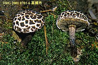 Strobilomyces seminudus, Japāna