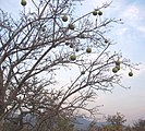 Strychnos spinosa tree in fruit