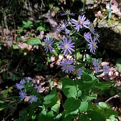 Description de l'image Symphyotrichum cordifolium capitulescence.jpg.