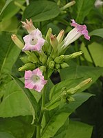 Nicotiana tabacum flowers