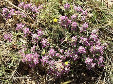 Teucrium polium ssp gnaphalodes 1.JPG