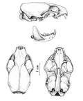 Miniatura para Mustela subpalmata