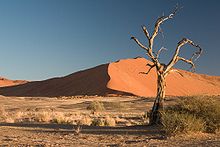 дърво от камила, акация ериолоба в пустинята Намиб в Намибия