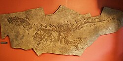 Ticinosuchus ferox.JPG