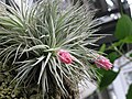 Tillandsia oaxacana