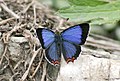 Western Blue Sapphire