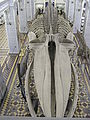El enorme esqueleto de una ballena azul